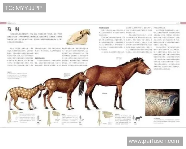 足球运动员腿部修长的原因探究与生理结构对竞技表现的影响分析